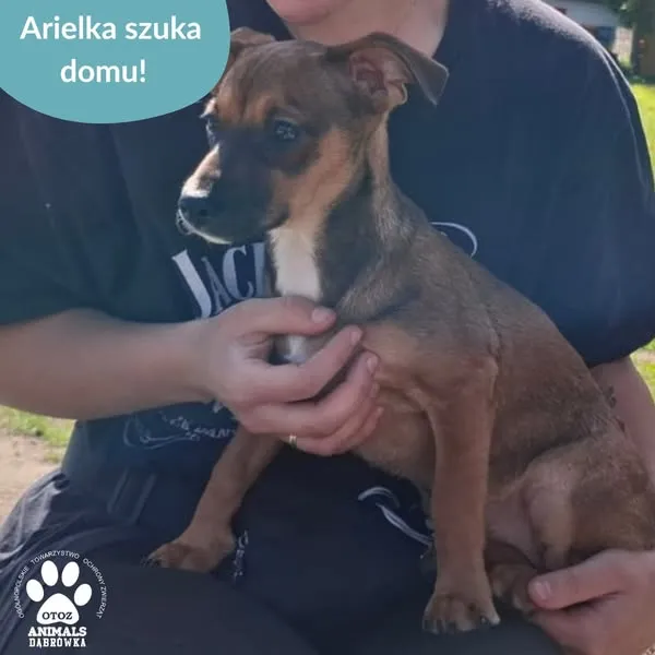 Pies do adopcji, Dąbrówka, 8 maja 2025 (4/5)