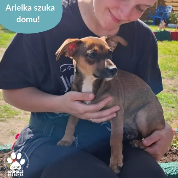 Pies do adopcji, Dąbrówka, 8 maja 2025 (5/5)