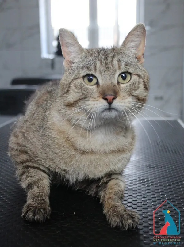 Kot do adopcji, Grudziądz, 7 maja 2025