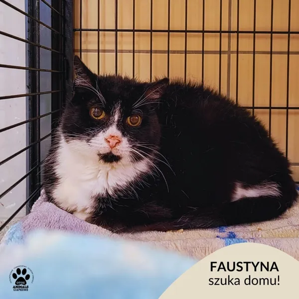 Kot do adopcji, Gdynia, 8 maja 2025 (1/3)