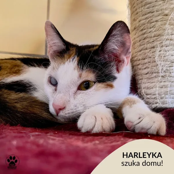 Kot do adopcji, Gdynia, 8 maja 2025 (1/5)