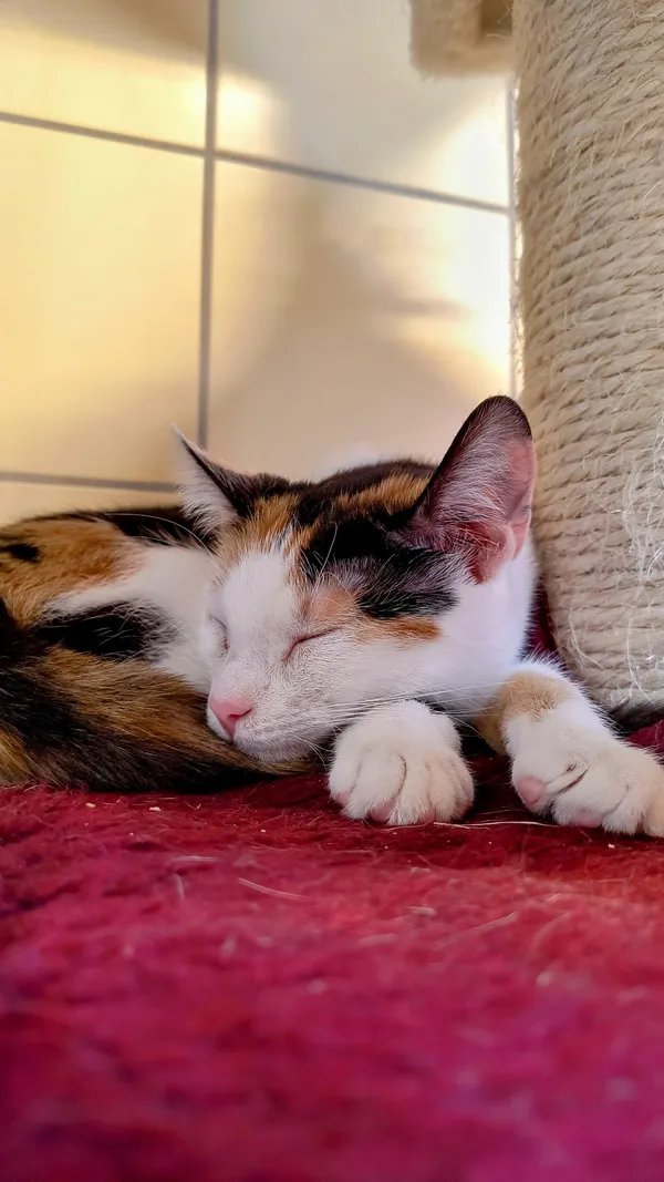 Kot do adopcji, Gdynia, 8 maja 2025 (2/5)