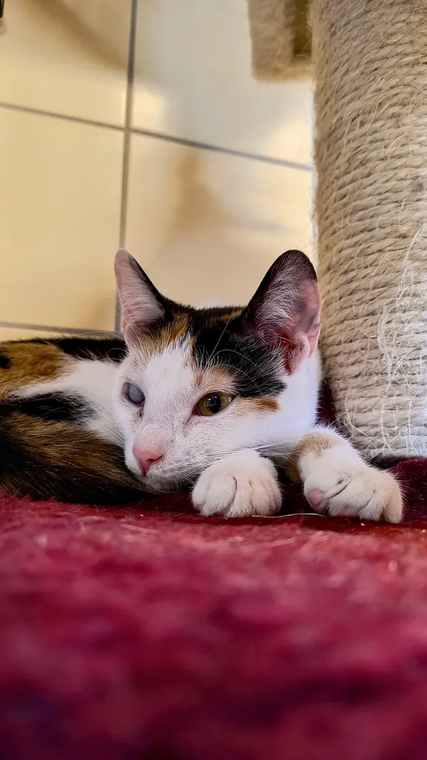 Kot do adopcji, Gdynia, 8 maja 2025 (3/5)