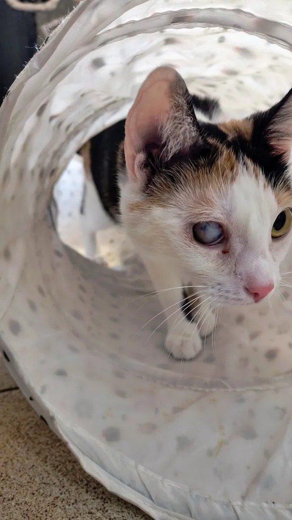 Kot do adopcji, Gdynia, 8 maja 2025 (4/5)