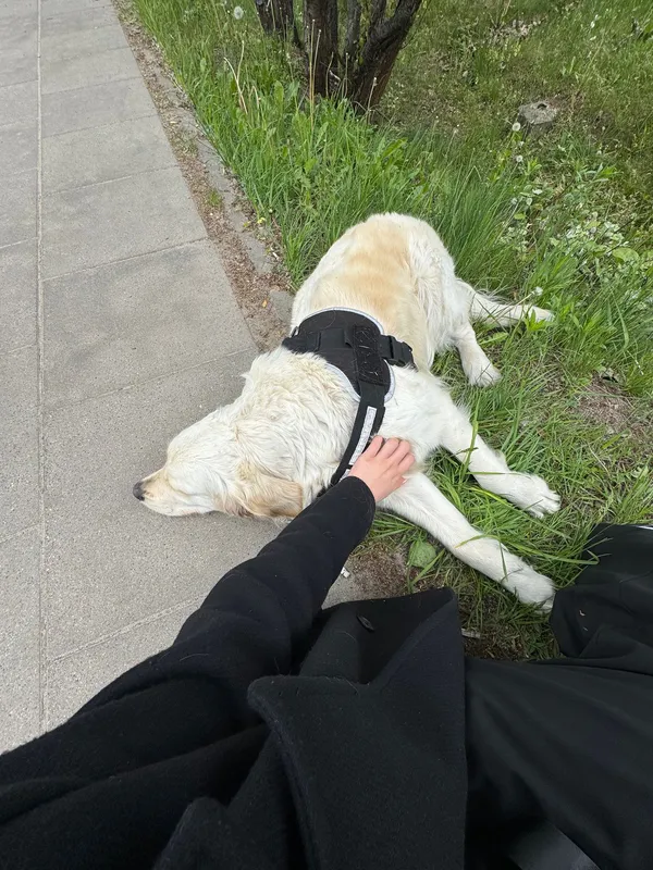 Znaleziono psa, Warszawa, Fort Bema, 9 maja 2025 (1/3)