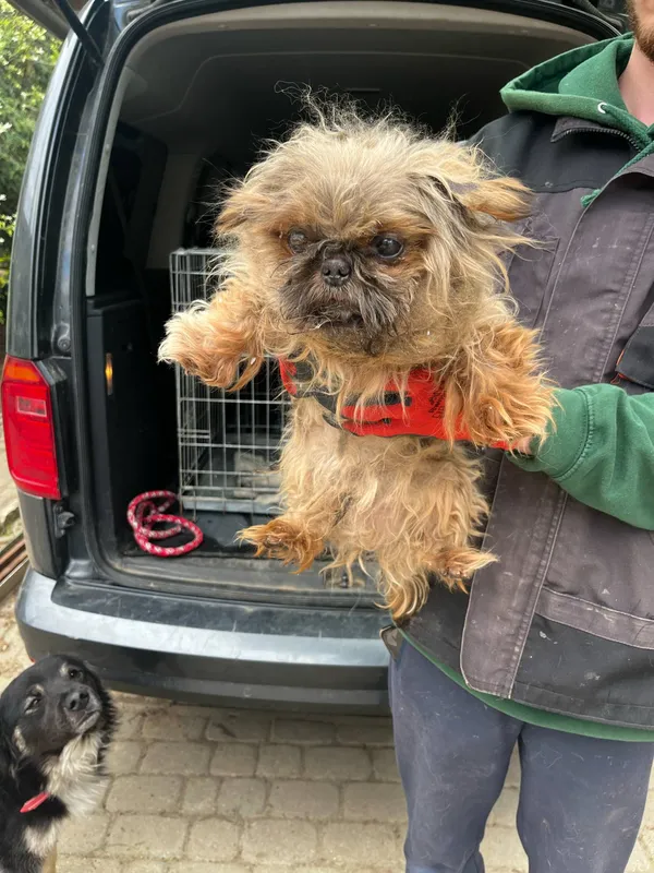 Pies do adopcji, Orzechowce, 9 maja 2025 (1/5)