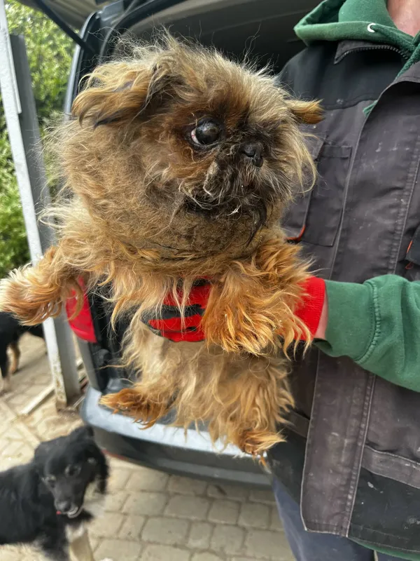 Pies do adopcji, Orzechowce, 9 maja 2025 (2/5)