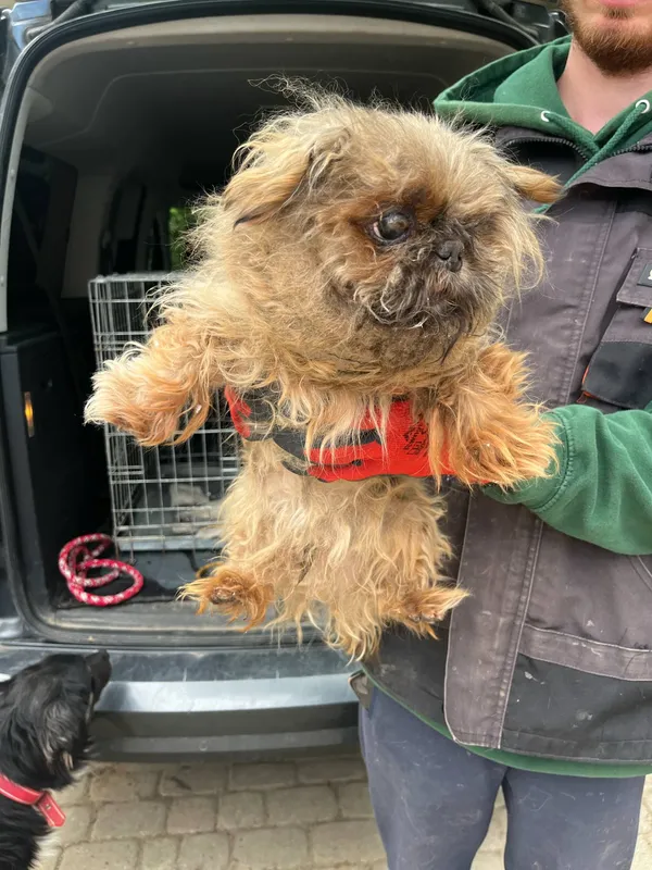 Pies do adopcji, Orzechowce, 9 maja 2025 (4/5)