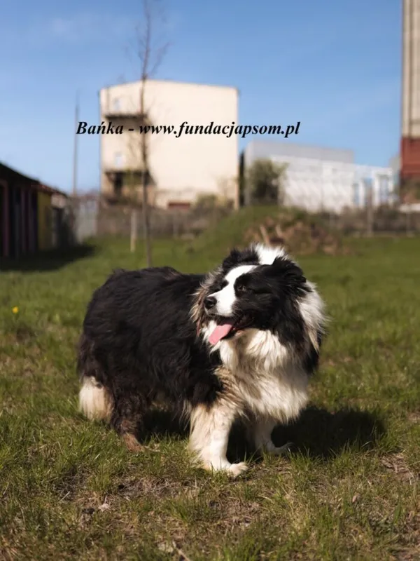 Pies do adopcji, Nowy Dwór Mazowiecki, 8 maja 2025 (2/5)