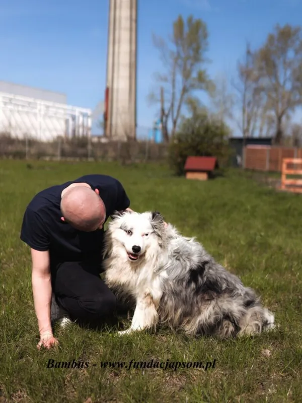 Pies do adopcji, Nowy Dwór Mazowiecki, 8 maja 2025 (4/5)