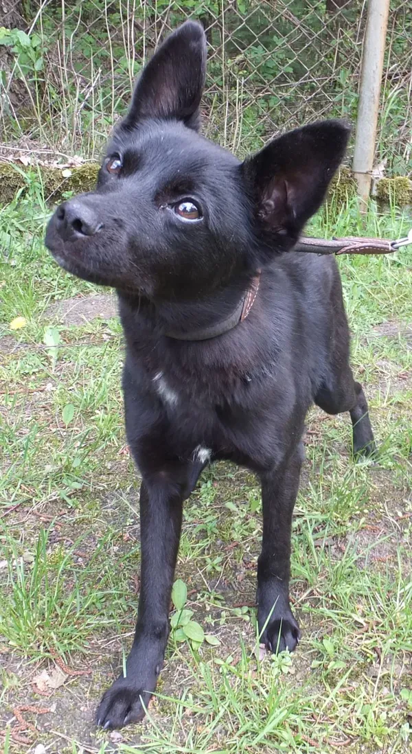 Znaleziono psa, Nowa Krępa, 5 maja 2025