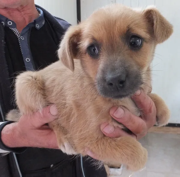 Znaleziono psa, Nowa Krępa, 5 maja 2025