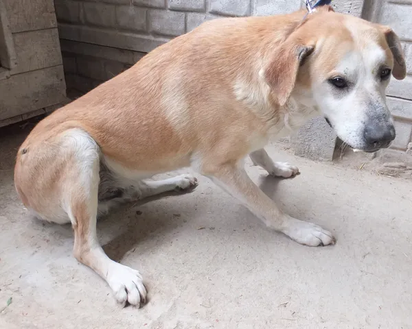 Znaleziono psa, Nowa Krępa, 5 maja 2025