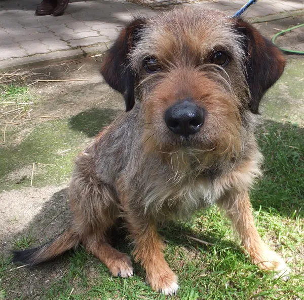 Znaleziono psa, Nowa Krępa, 29 kwietnia 2025