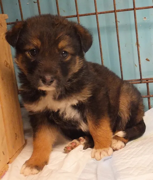 Znaleziono psa, Nowa Krępa, 28 kwietnia 2025