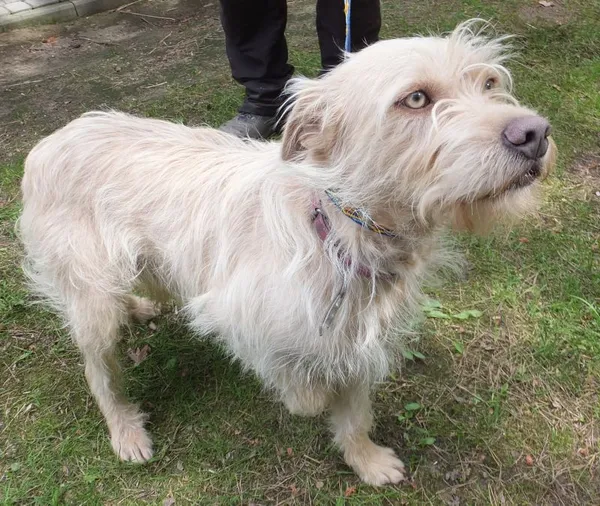 Znaleziono psa, Nowa Krępa, 25 kwietnia 2025