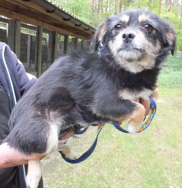 Znaleziono psa, Nowa Krępa, 25 kwietnia 2025