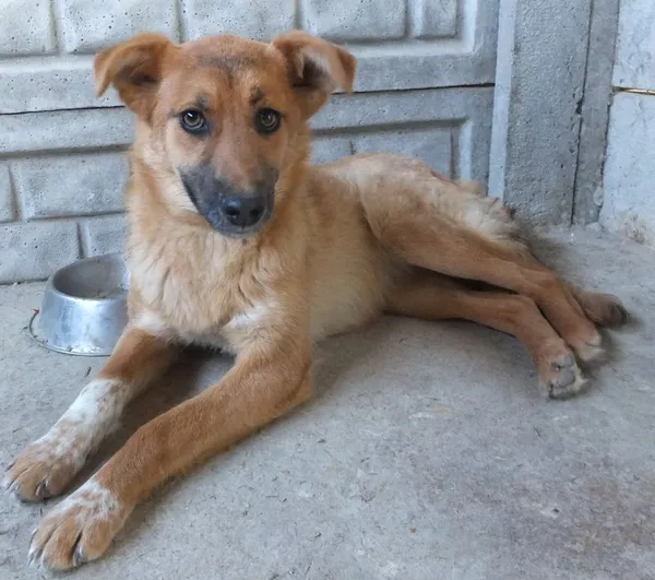 Znaleziono psa, Nowa Krępa, 16 kwietnia 2025