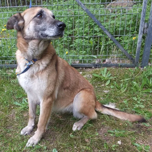 Znaleziono psa, Nowa Krępa, 25 kwietnia 2025