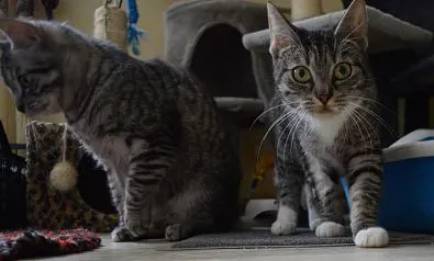 Kot do adopcji, Oborniki, 17 kwietnia 2025 (1/2)