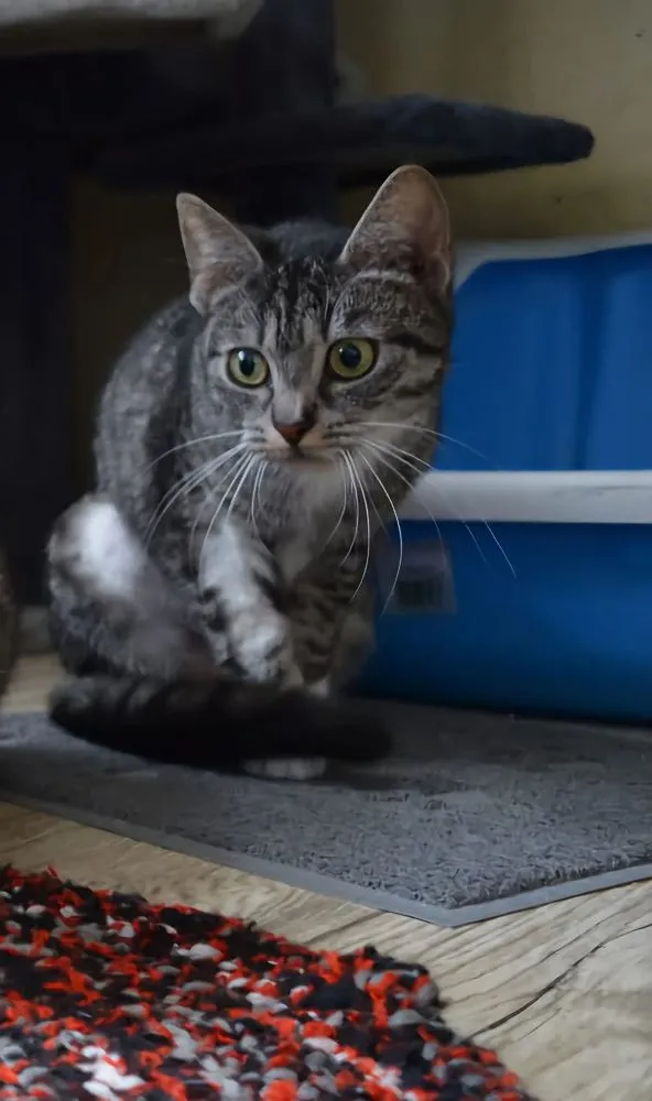 Kot do adopcji, Oborniki, 17 kwietnia 2025 (2/2)