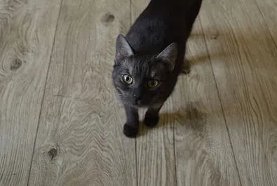 Kot do adopcji, Oborniki, 17 kwietnia 2025 (1/2)