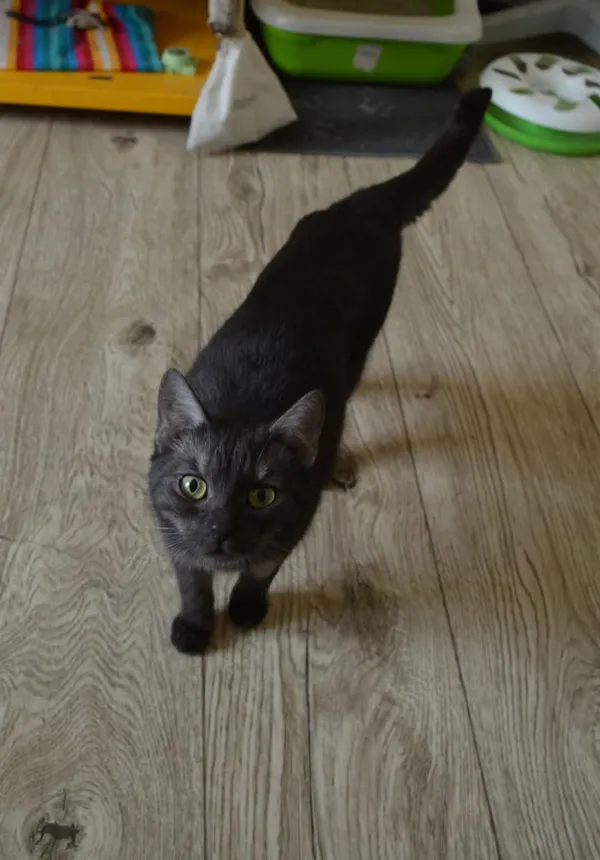 Kot do adopcji, Oborniki, 17 kwietnia 2025 (2/2)