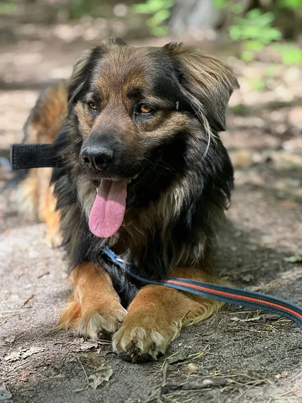 Pies do adopcji, Oborniki, 18 kwietnia 2025 (2/5)