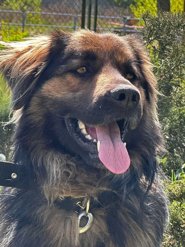 Pies do adopcji, Oborniki, 18 kwietnia 2025 (4/5)