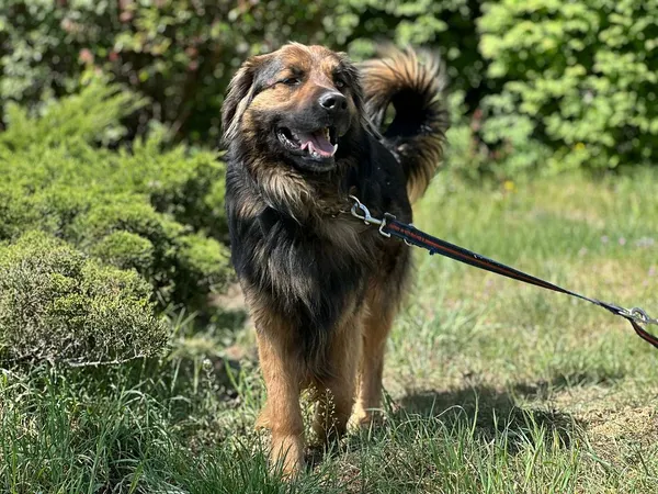 Pies do adopcji, Oborniki, 18 kwietnia 2025 (5/5)