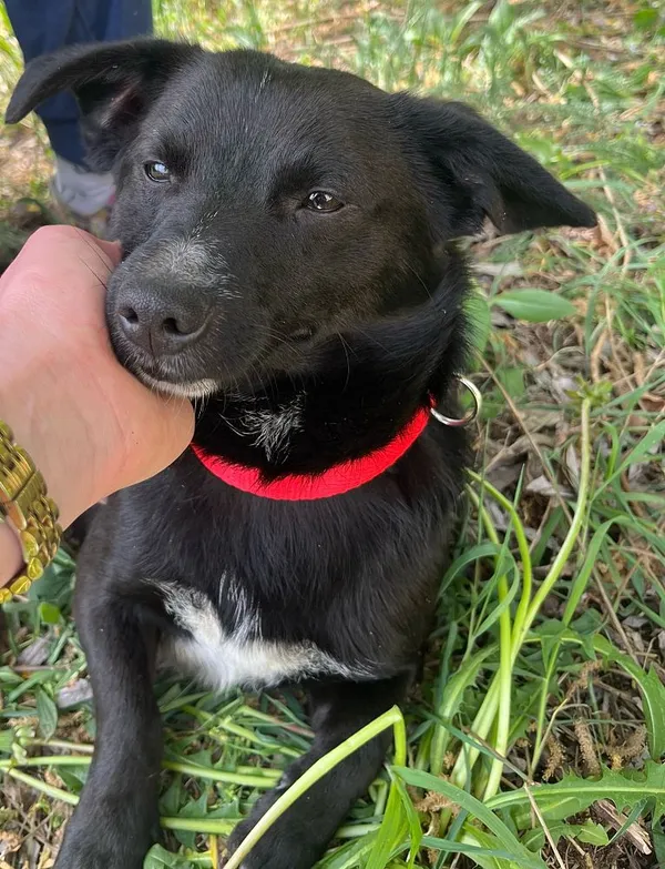 Pies do adopcji, Oborniki, 18 kwietnia 2025 (2/5)