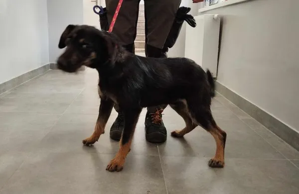 Znaleziono psa, Toruń, 8 maja 2025