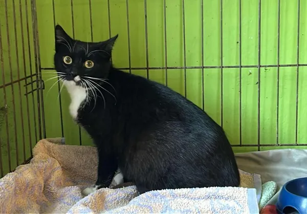 Znaleziono kota, Toruń, 8 maja 2025