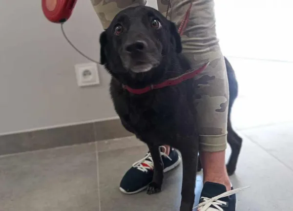 Znaleziono psa, Toruń, 6 maja 2025