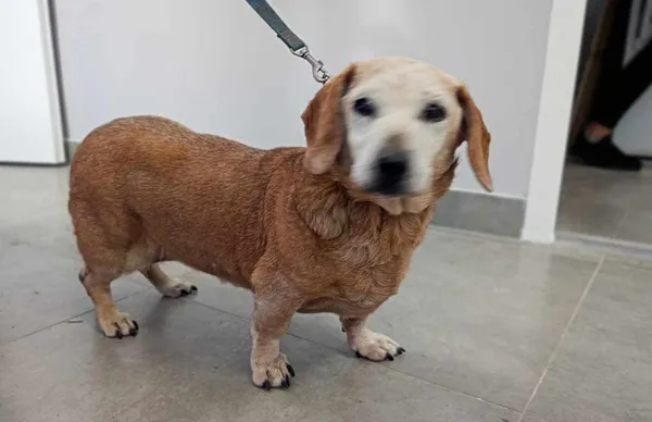 Znaleziono psa, Toruń, 6 maja 2025