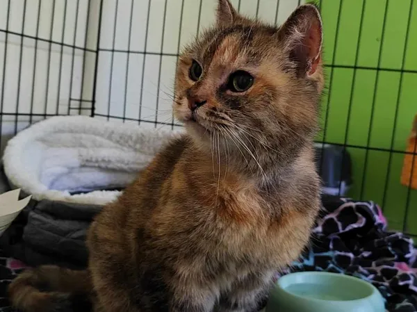 Znaleziono kota, Toruń, 6 maja 2025