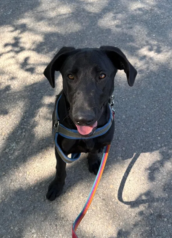 Pies do adopcji, Tychy, 2 kwietnia 2025