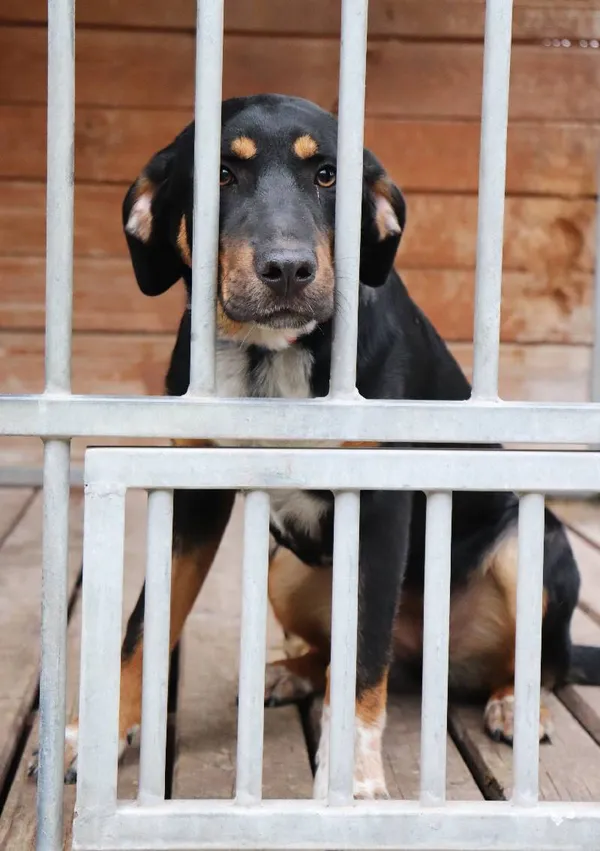 Znaleziono psa, Łódź, 16 czerwca 2025 (1/5)