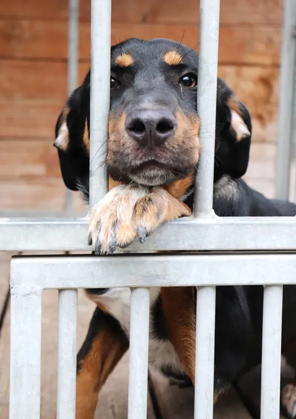 Znaleziono psa, Łódź, 16 czerwca 2025 (2/5)