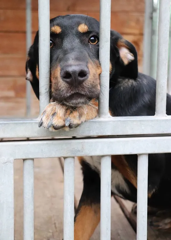 Znaleziono psa, Łódź, 16 czerwca 2025 (3/5)