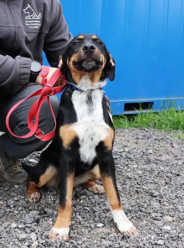 Znaleziono psa, Łódź, 16 czerwca 2025 (4/5)