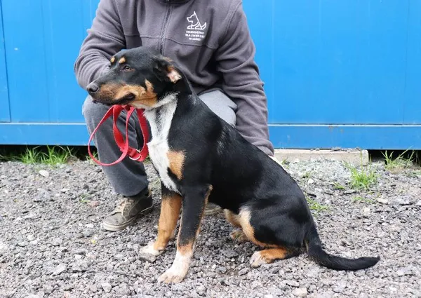 Znaleziono psa, Łódź, 16 czerwca 2025 (5/5)