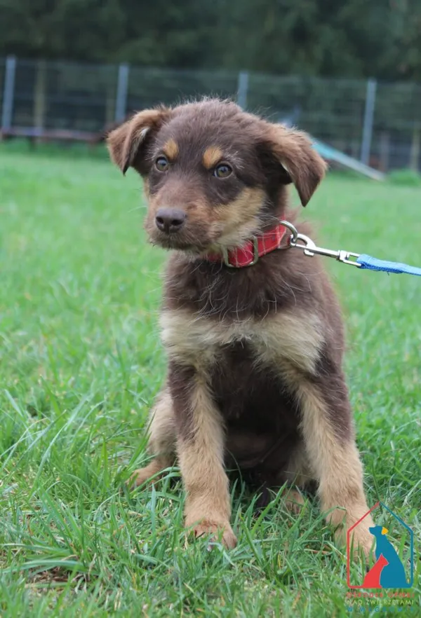 Pies do adopcji, Grudziądz, 23 kwietnia 2025