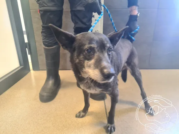 Znaleziono psa, Chełmek, 8 maja 2025