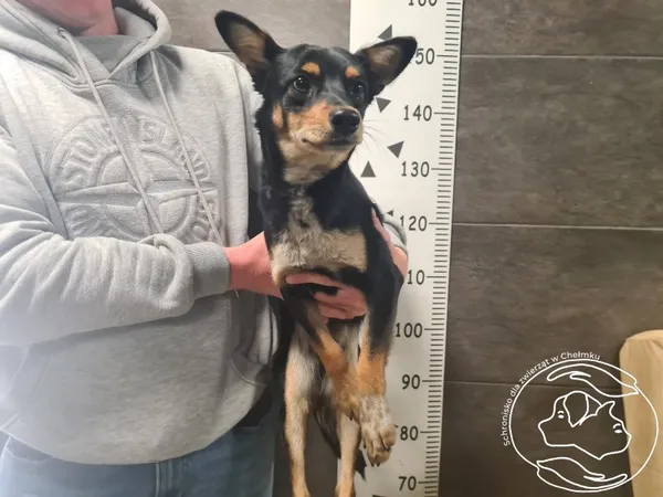 Znaleziono psa, Chełmek, 8 maja 2025