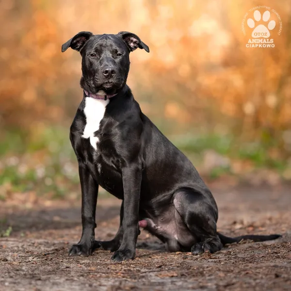 Pies do adopcji, Gdynia, 8 maja 2025 (2/4)