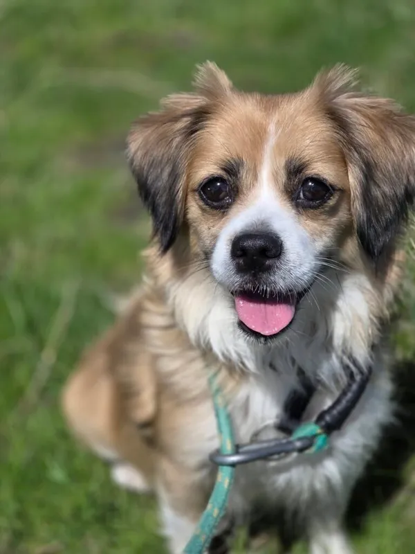 Pies do adopcji, Jelenia Góra, 5 marca 2025 (1/3)