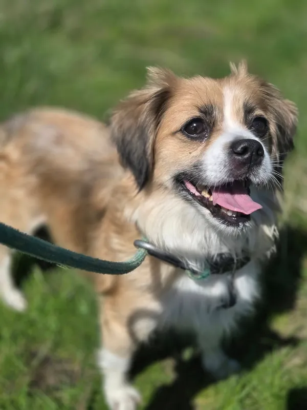 Pies do adopcji, Jelenia Góra, 5 marca 2025 (2/3)