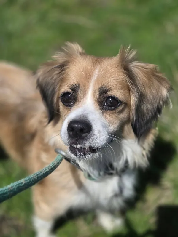 Pies do adopcji, Jelenia Góra, 5 marca 2025 (3/3)