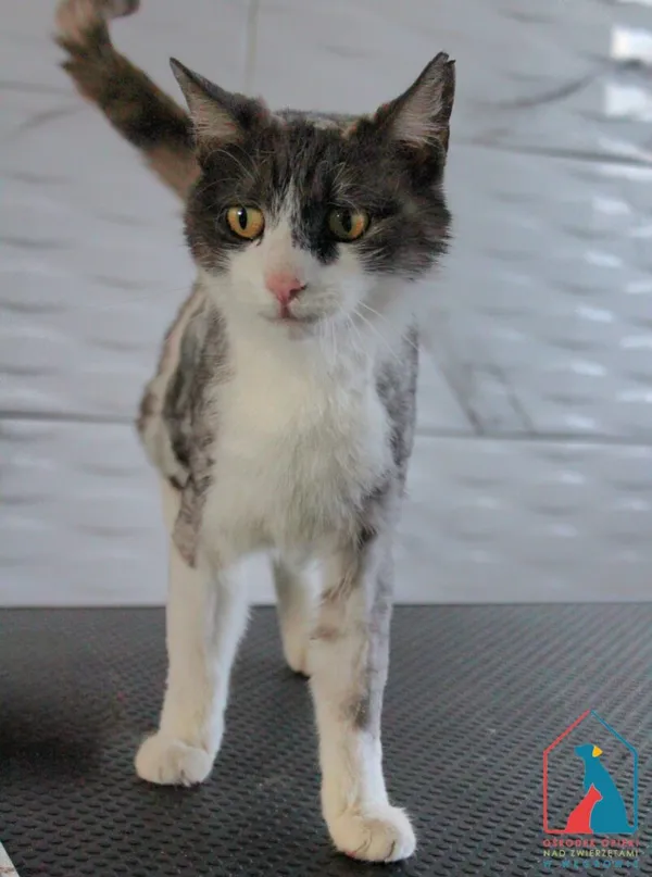 Kot do adopcji, Grudziądz, 29 kwietnia 2025